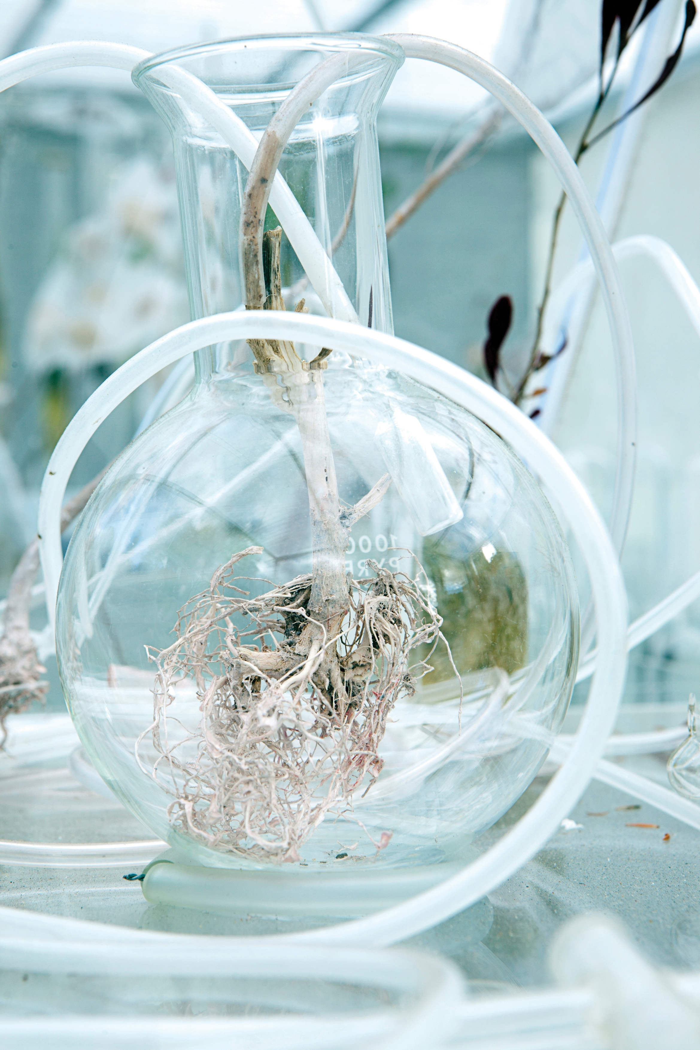 Janet Laurence. The Alchemical Garden of Desire, 2012.