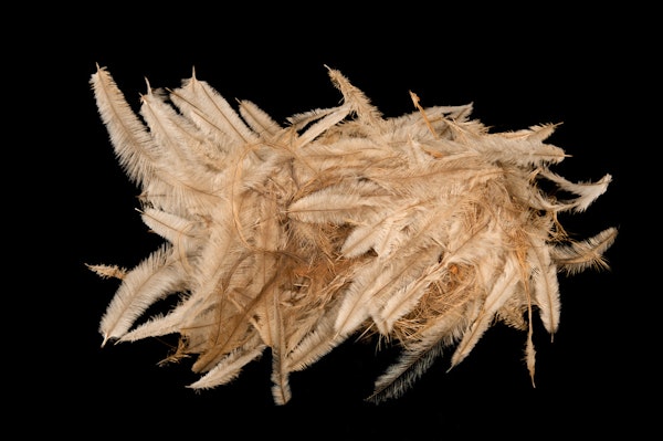 Striped Honeyeater nest constructed from fine dry grass, covered and decorated with Emu feathers 11.2 x 27.0 x 19.0 cm. Specimen courtesy of Museum Victoria. Photo by David Sheehy Striped Honeyeater nest constructed from fine dry grass, covered and decorated with Emu feathers 11.2 x 27.0 x 19.0 cm. Specimen courtesy of Museum Victoria. Photo by David Sheehy